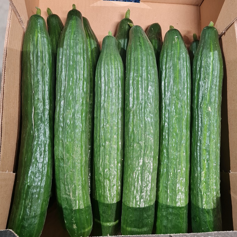 Komkommer (EcoVeg- BE)