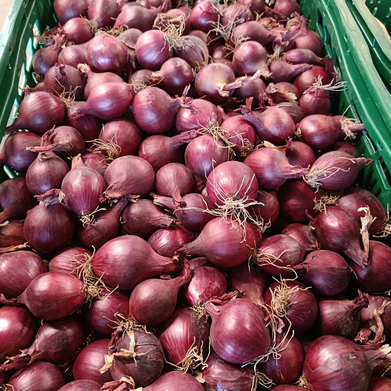 Ajuin (rood)