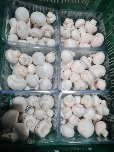 Witte champi fijn